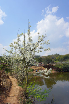 湖岸春色 梨花桃花开遍