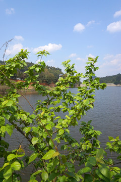 水岸小树 湖畔樱桃树