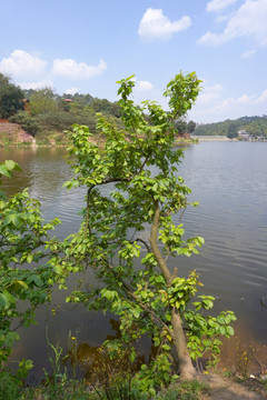 水岸小树 湖畔樱桃树