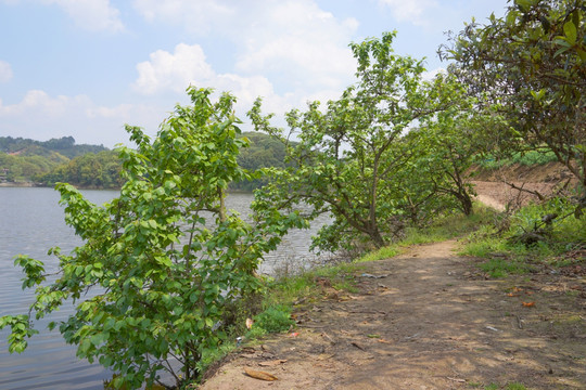 水岸小树 湖畔樱桃树
