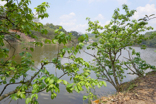 水岸小树 湖畔樱桃树