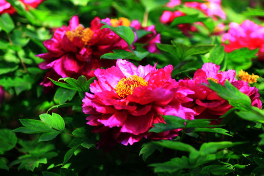 牡丹花