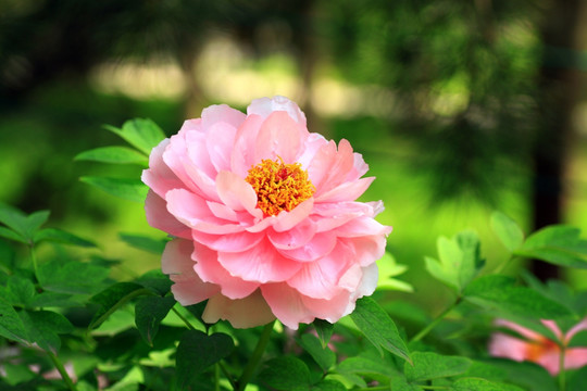 牡丹花