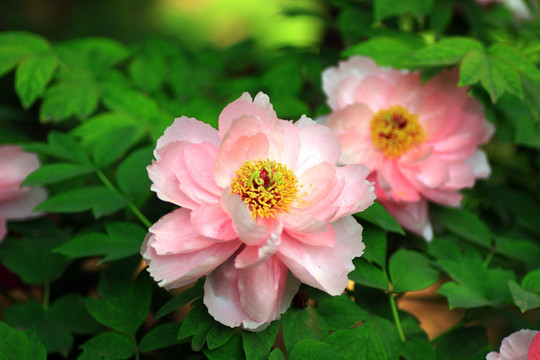 牡丹花