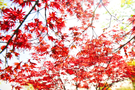 红叶  树叶