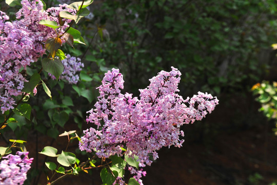 丁香花   紫色花