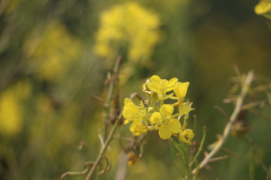 油菜花