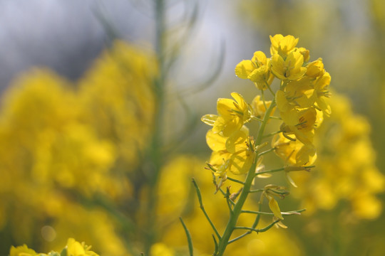 油菜花