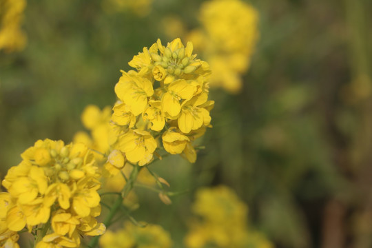 油菜花
