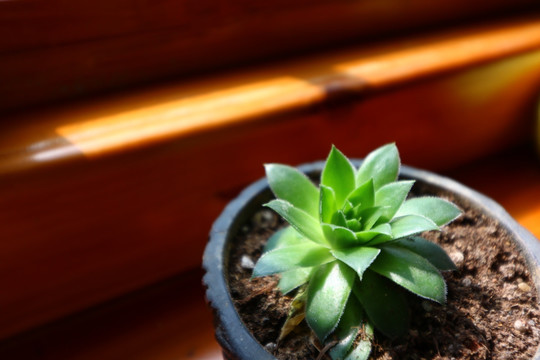 植物