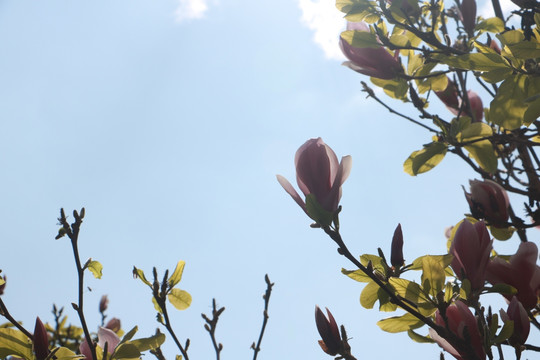 玉兰花