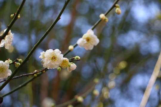 梅花