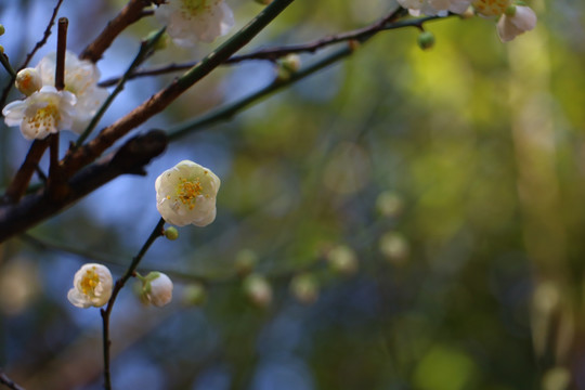梅花