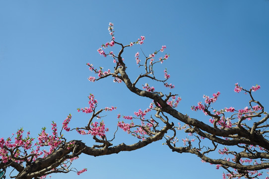 一花争艳满天春