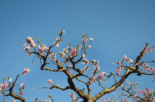 一树桃花一春色