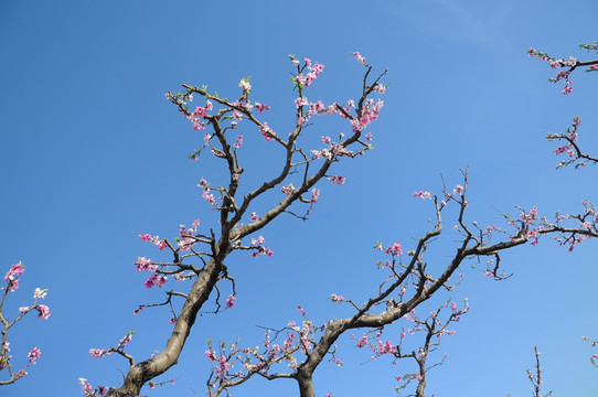 一树桃花一春色