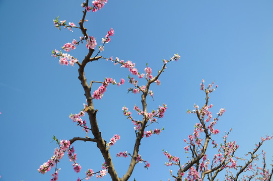 一花争艳春满园