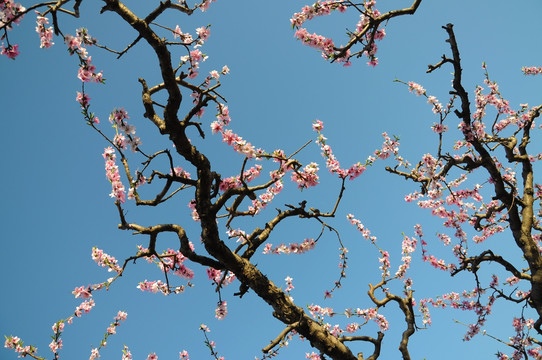 桃花盛开春色艳