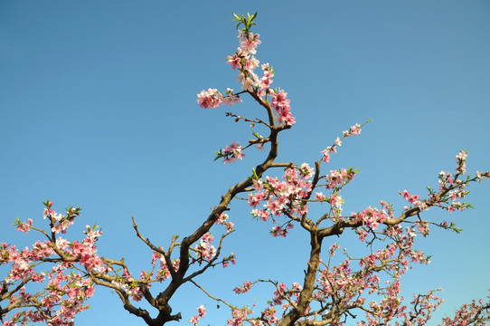 桃园桃花开