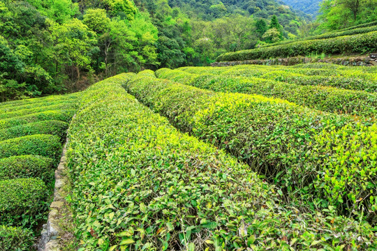 绿茶 茶树嫩叶