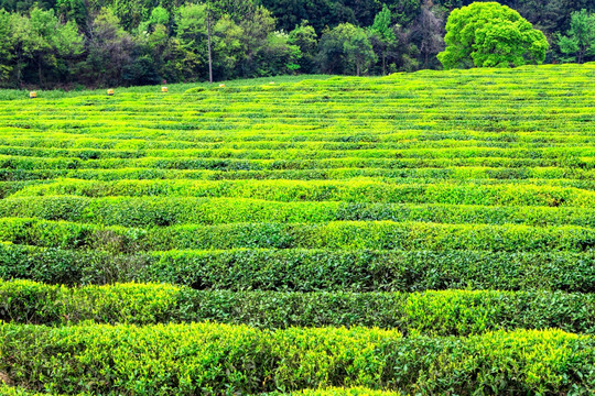 茶叶产区 茶叶生产 绿茶