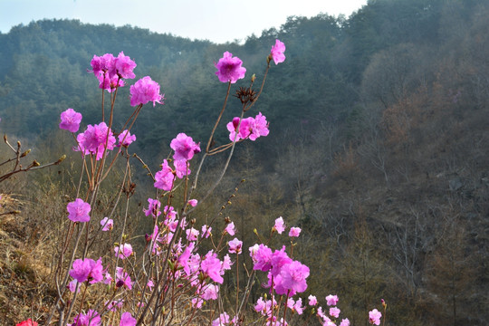 映山红 杜鹃花