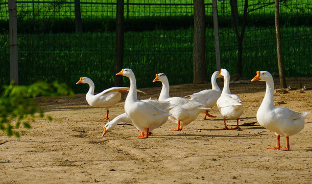 一群白鸭
