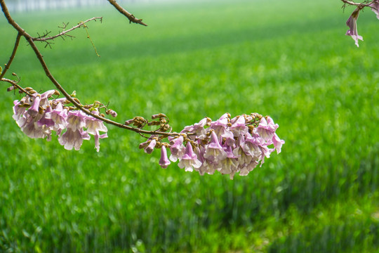 梧桐树开花