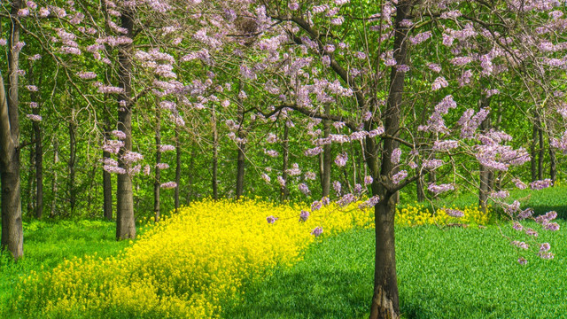 梧桐花 杨树 绿色麦田 风景