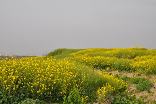 油菜花