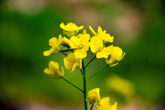 油菜花