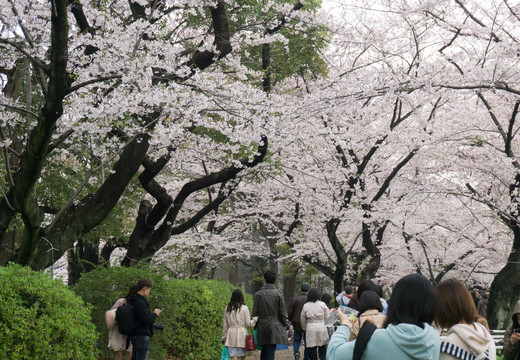 樱花 日本