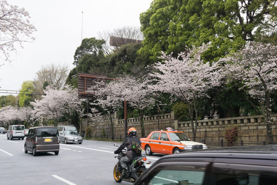 樱花 东京街景
