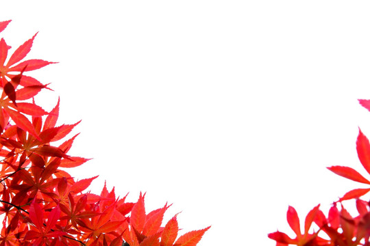 白色背景红树叶