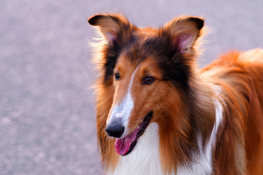 苏格兰牧羊犬