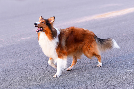 苏格兰牧羊犬