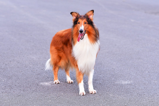 苏格兰牧羊犬