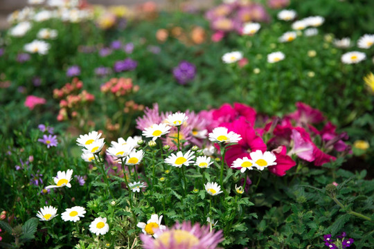 小白花