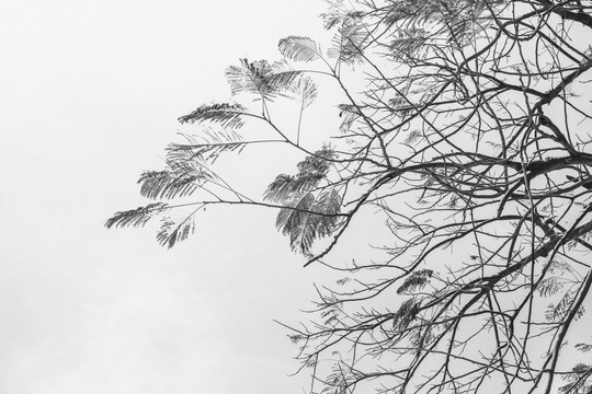 水墨树枝 天空树枝 大自然黑白