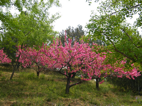 桃花