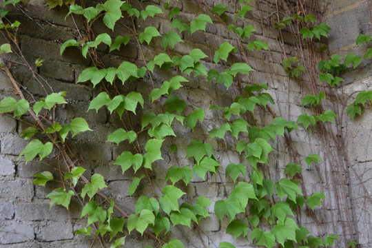 爬山虎 绿墙 植物墙