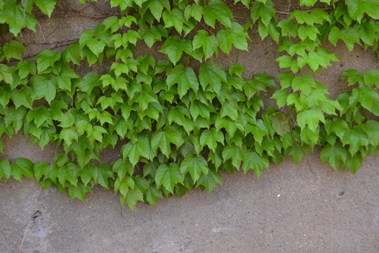 植物墙 爬墙虎 绿叶