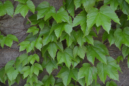 植物墙 爬山虎