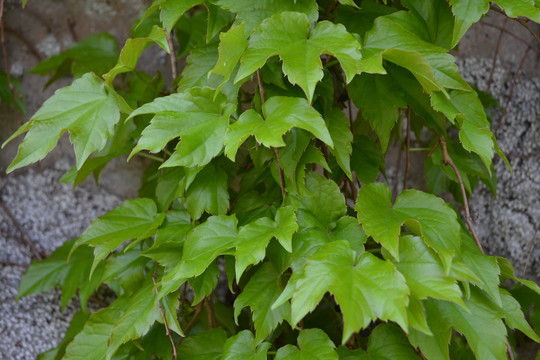 植物墙 爬山虎