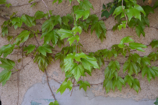 植物墙 爬山虎