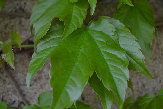 植物墙 爬山虎