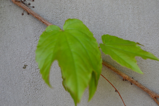 植物墙 爬山虎