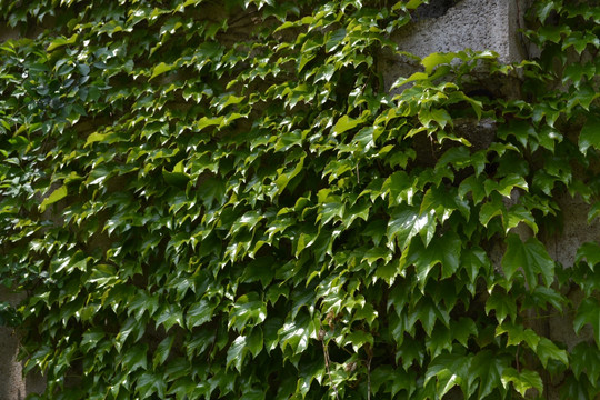 绿叶 爬山虎 植物墙