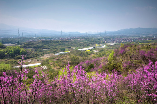 浙江兰溪转轮岩景区紫荆花全景