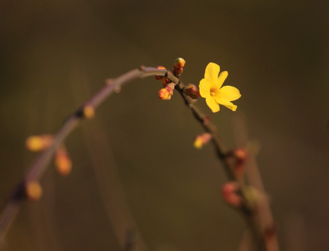 迎春花